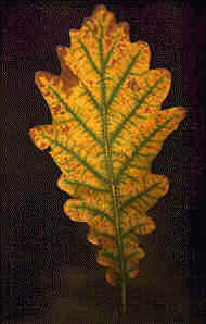 foglia quercia