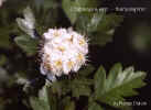 biancospino.jpg (22387 byte)