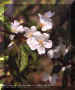 prunus_avium.jpg (23983 byte)