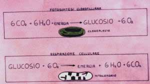 fotosintesi - respirazione