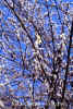 salix_caprea.jpg (51991 byte)