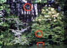 sottobosco.jpg (50544 byte)
